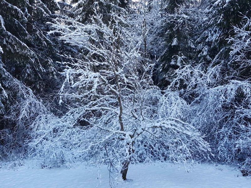 Résidence LE GRAND TETRAS - Samoëns