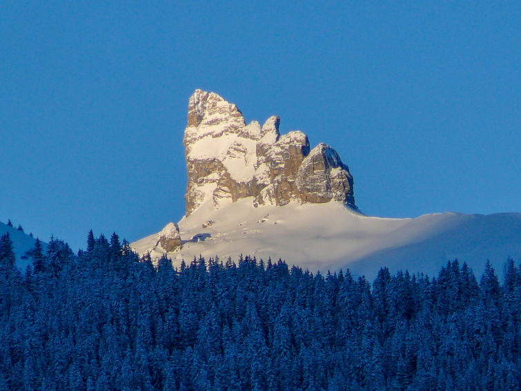 Apartment Rose - Wengen