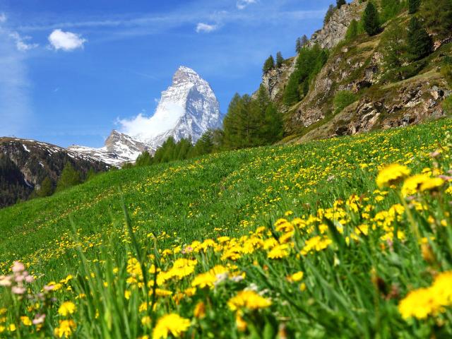 Apartment Dianthus - Zermatt