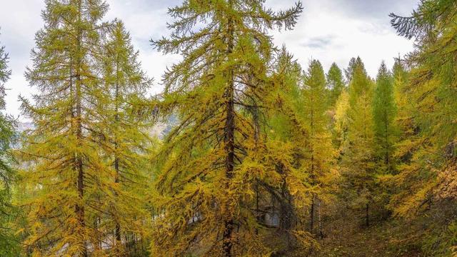 Apartements LES ECRINS - Les Orres
