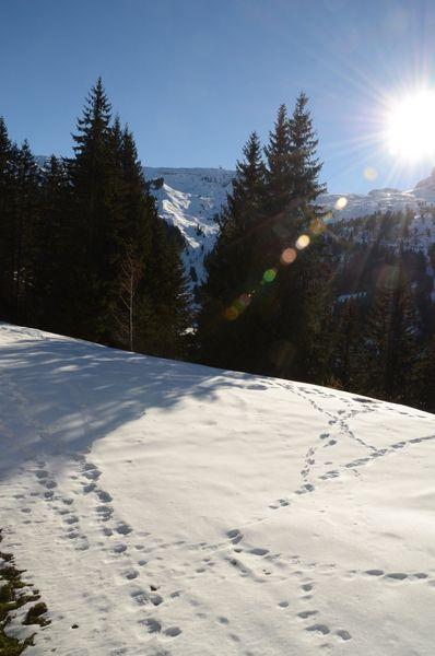 Apartements SAGITTAIRE - Flaine Forêt 1700