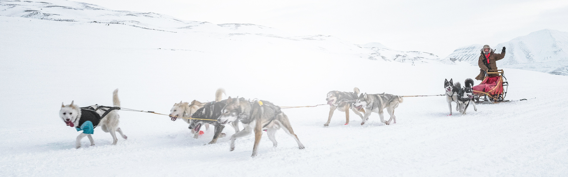 dog sledding