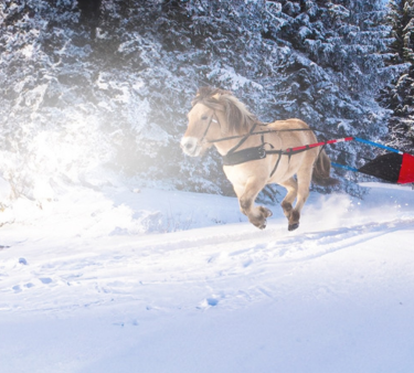 Ski joering