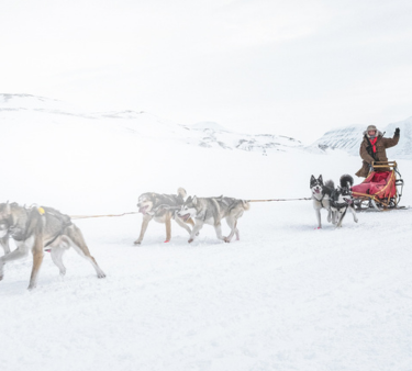 dog sledding